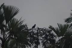 Cephalopterus ornatus