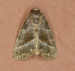 Ogdoconta altura
