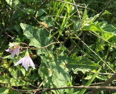 Solanum carolinense