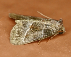 Ogdoconta altura
