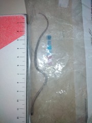 Tantilla hobartsmithi