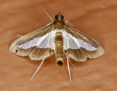 Diaphania infimalis