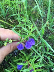 Scutellaria scordifolia