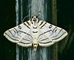 Conchylodes concinnalis