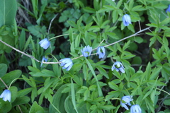 Anemonoides caucasica