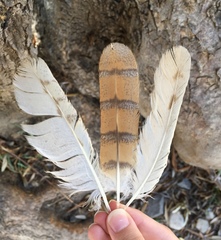 Tyto alba erlangeri