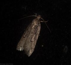 Acantholena siccella