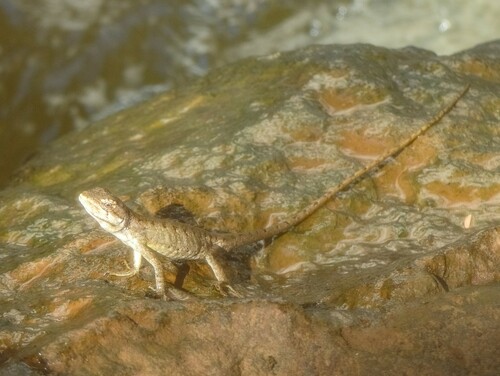 Boulenger's Tree Lizard