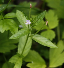 Epilobium glandulosum