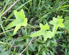 Cocculus carolinus
