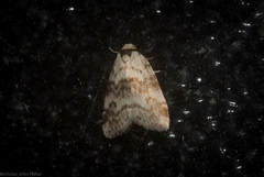 Thallarcha leptographa
