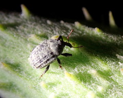 Rhyssomatus lineaticollis