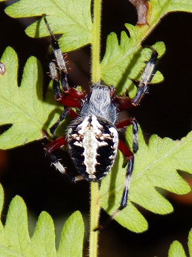 Red-femured Spotted Orbweaver
