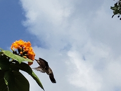 Chrysolampis mosquitus