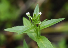 Epilobium glandulosum