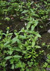 Epilobium glandulosum