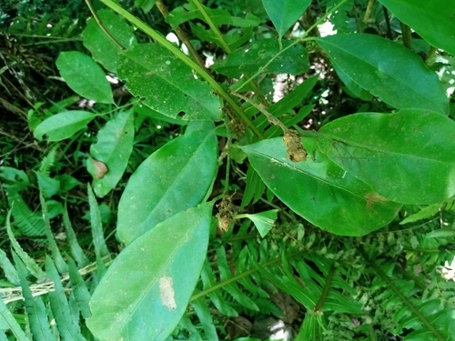 Foto de Camboatá-branco