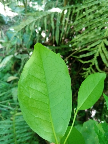 Foto de Camboatá-branco