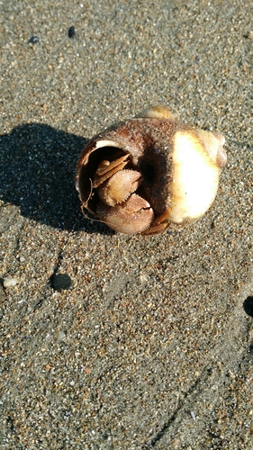 Pagurus pollicaris