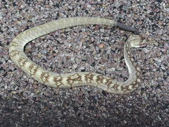 Crotalus ornatus