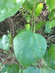 Cocculus carolinus