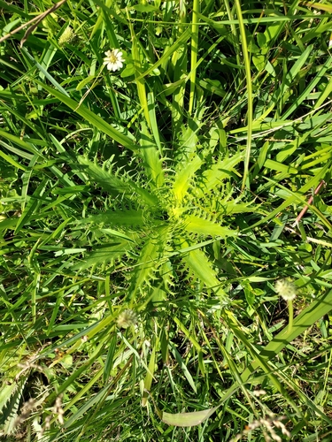Eryngium serra, photograph 5
