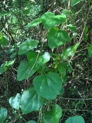 Cocculus carolinus