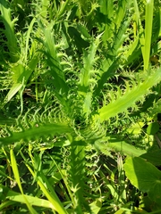 Eryngium serra, photograph (c) Roderick Cameron, some rights reserved (CC BY)