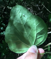 Cocculus carolinus