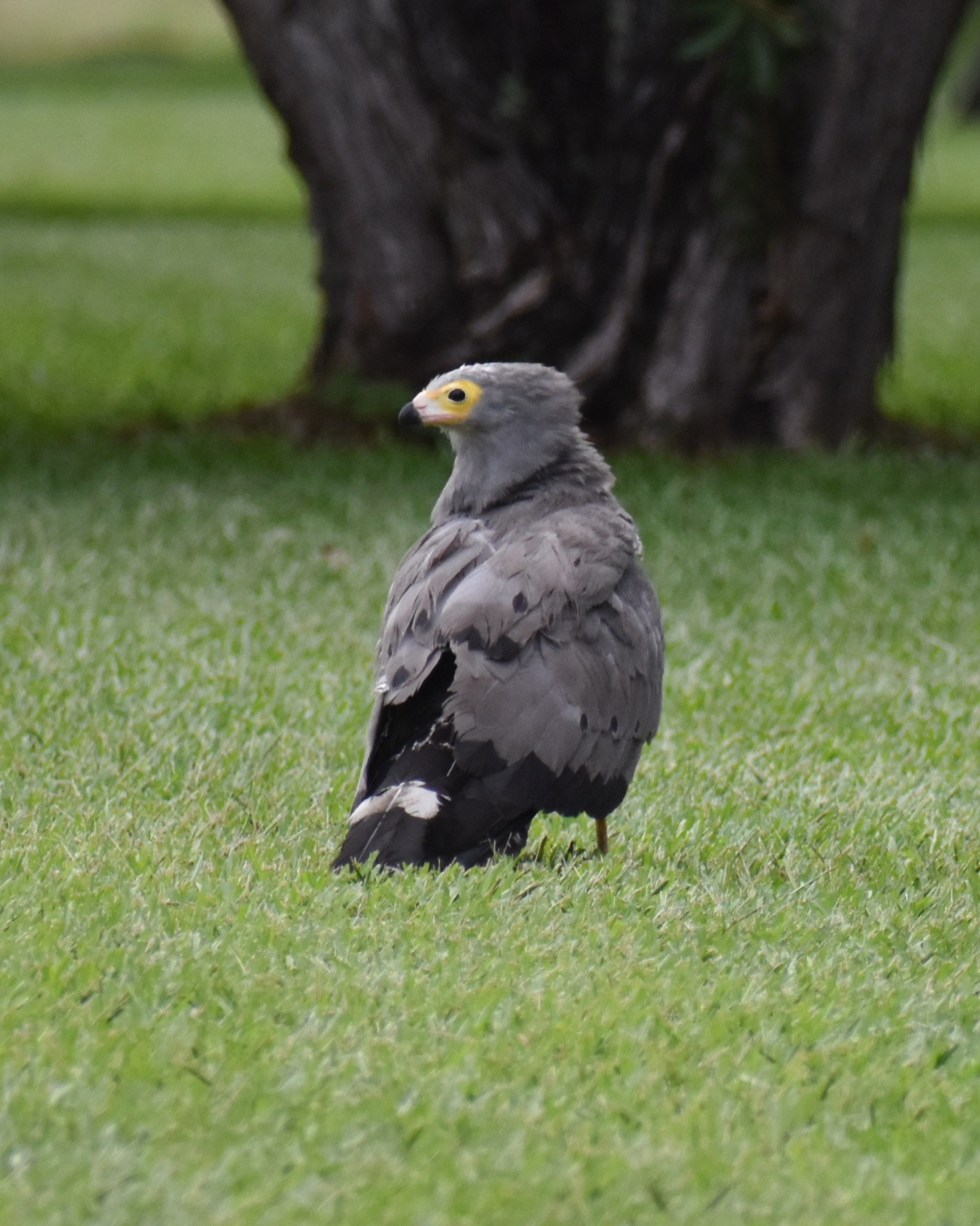 African Harrier-Hawk (Polyboroides typus)