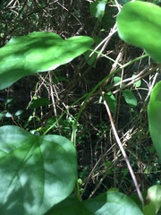 Cocculus carolinus