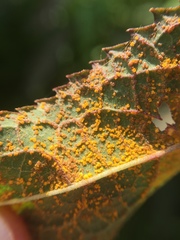 Coleosporium