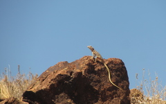 Crotaphytus insularis