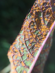 Coleosporium