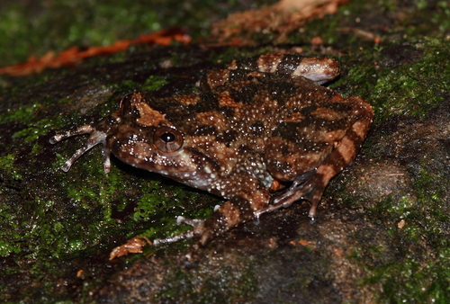 Boraceia Button Frog, Cycloramphus boraceiensis