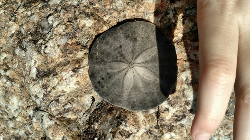 Echinarachnius parma