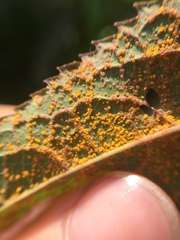 Coleosporium