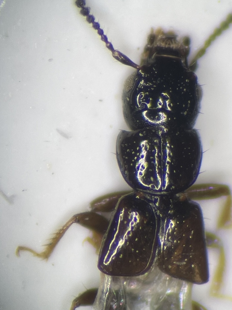 Platystethus nodifrons