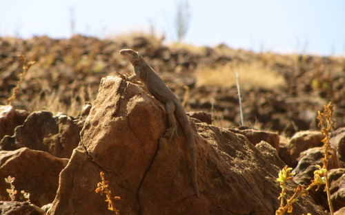 Black Chuckwalla