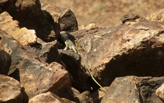 Crotaphytus insularis