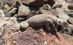Sauromalus hispidus