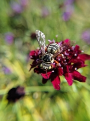 Triepeolus subnitens