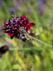 Triepeolus subnitens