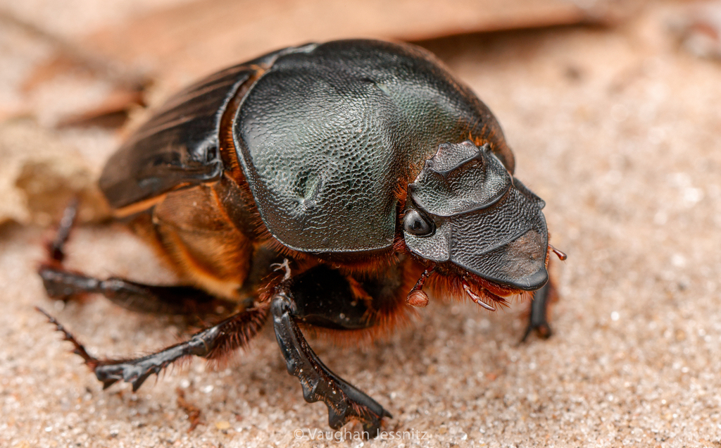 Megalonitis bohemani