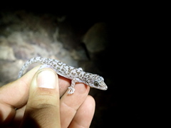 Phyllodactylus nocticolus