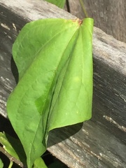 Ipomoea alba