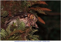 Megascops sanctaecatarinae