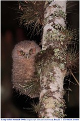 Megascops sanctaecatarinae