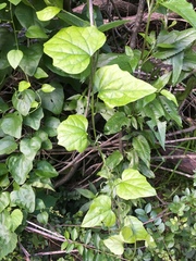 Cocculus carolinus