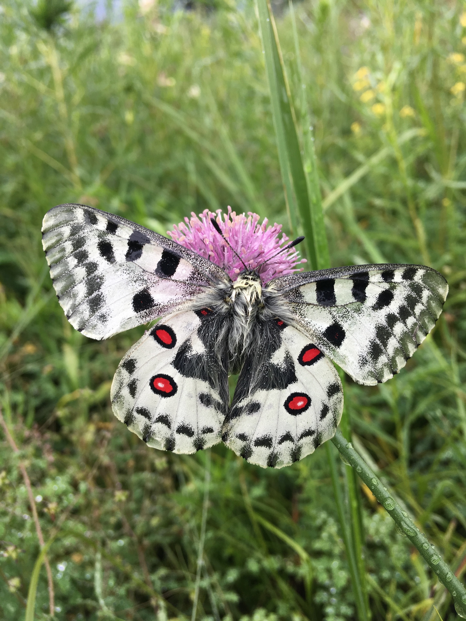 Nomion Apollo (Parnassius nomion) · iNaturalist